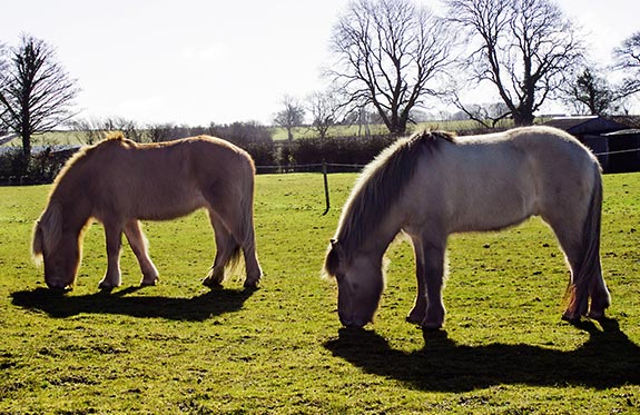 Icelandic Horses