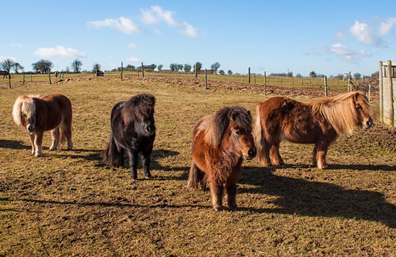 Shetland ponies turnout